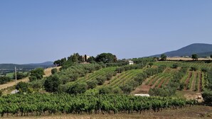 A vineyard with rows of grapevines on a hillside, a small building, and a mountain in the background.