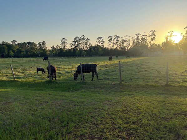 Paisaje rural con vacas pastando en un campo cercado, rodeado de árboles y un cielo despejado.