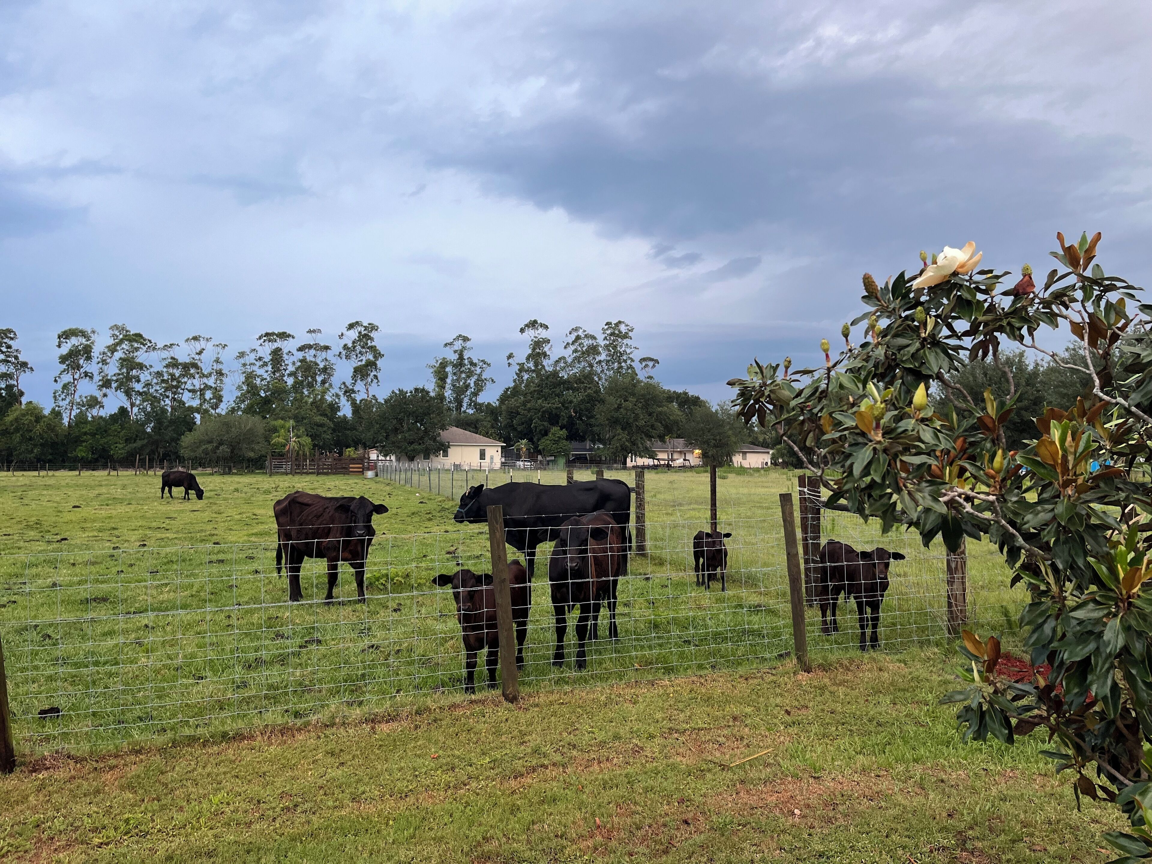 A fenced pasture with cows and a tree with yellow flowers.
