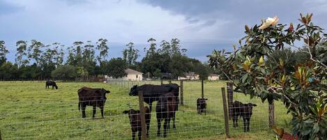 A fenced pasture with cows and a tree with yellow flowers.