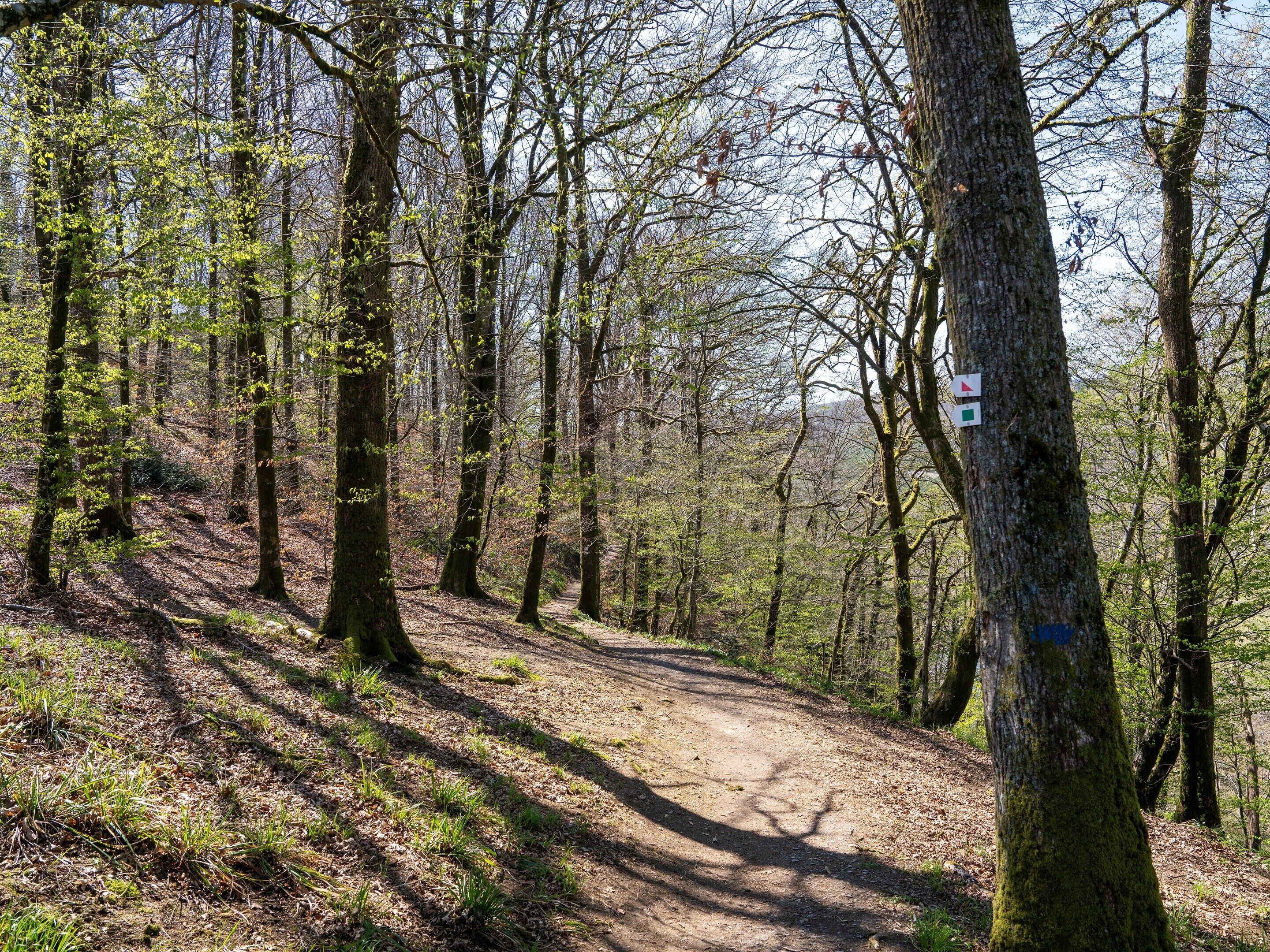 A forest trail with a dirt path, surrounded by tall trees and patches of grass.