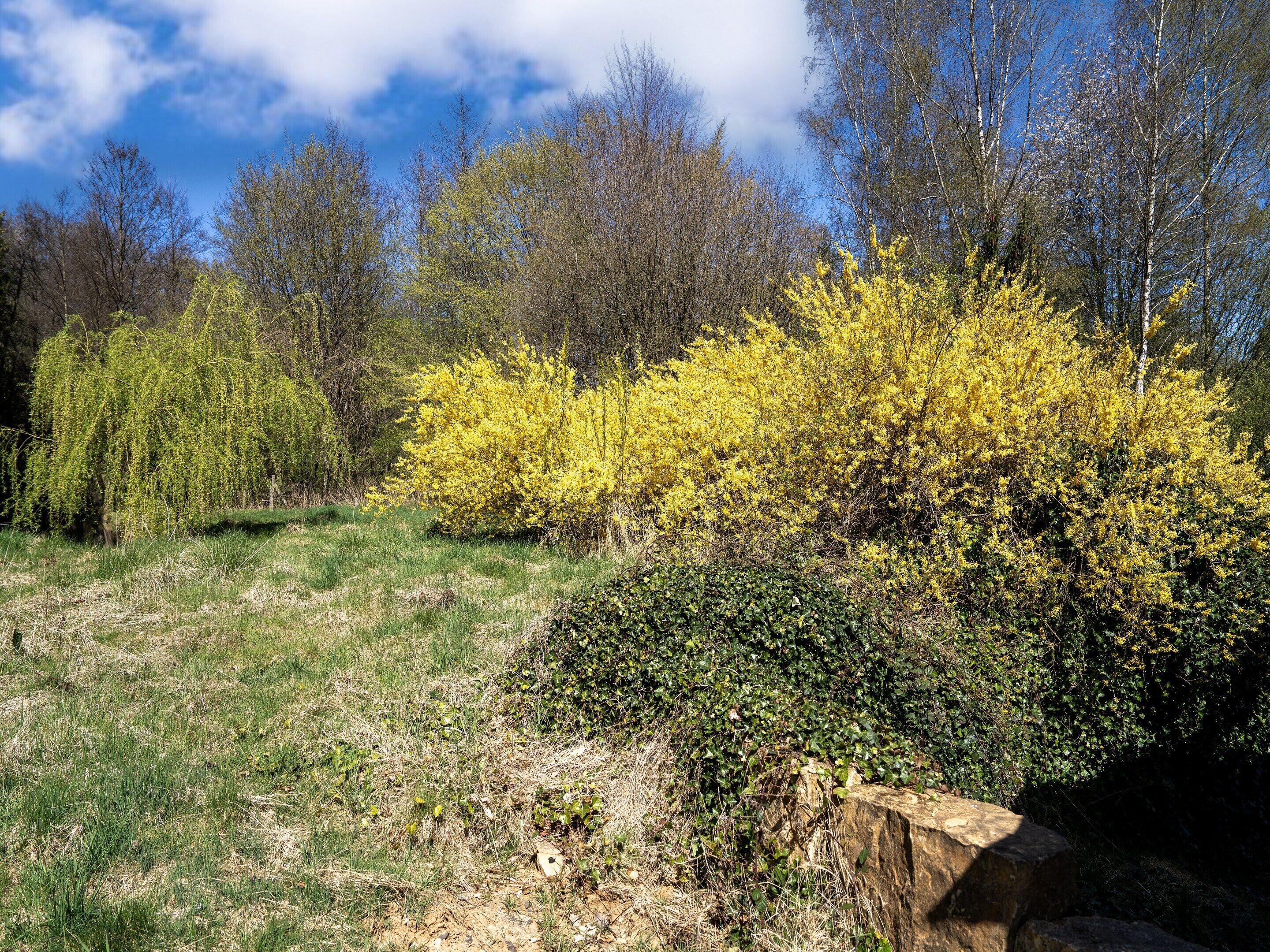 A natural landscape with a variety of trees and shrubs, including yellow flowering bushes, under a clear blue sky.