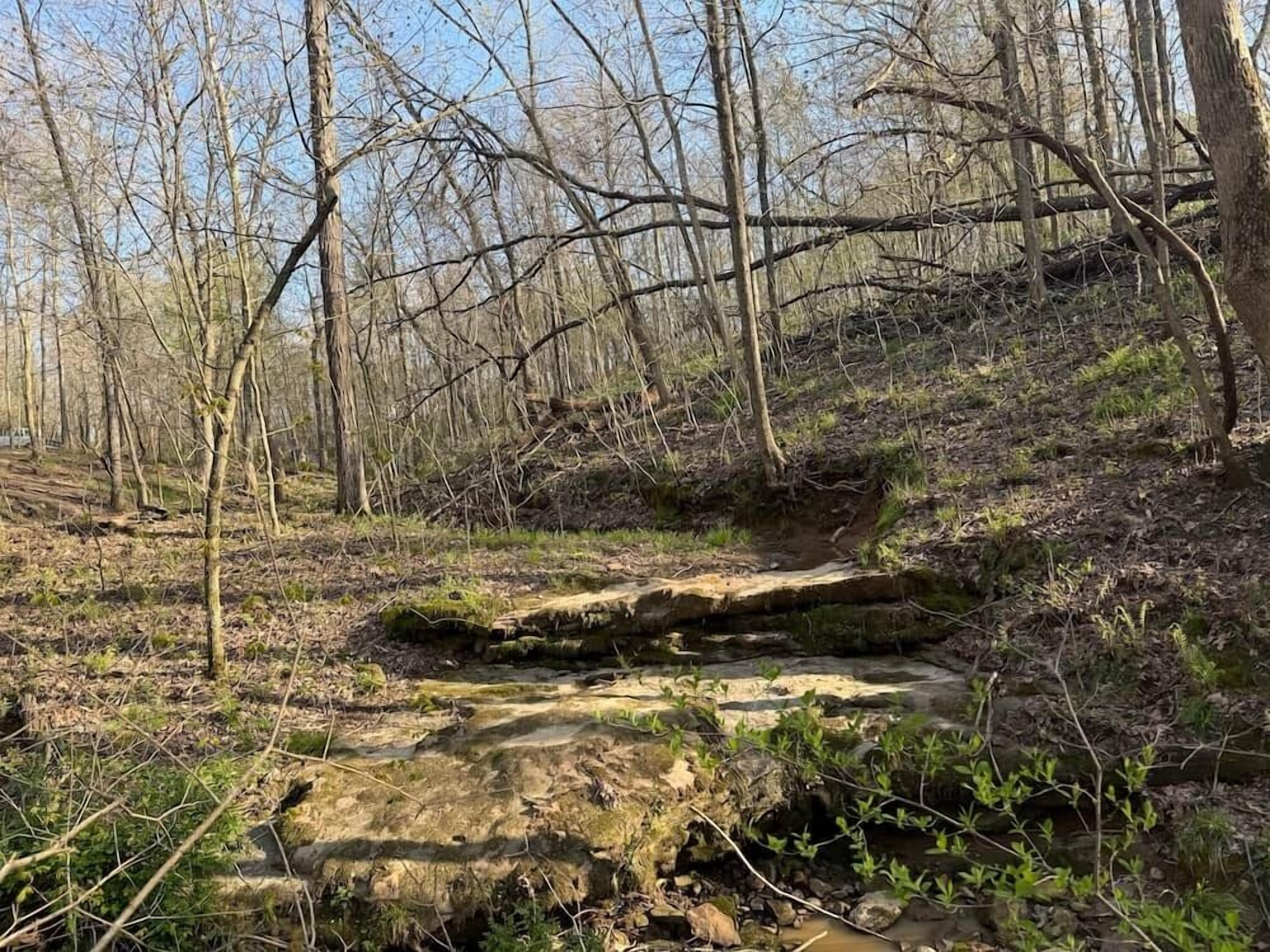 Eine natürliche Umgebung im Freien mit einem steinigen Bach, umgeben von Bäumen und Vegetation.