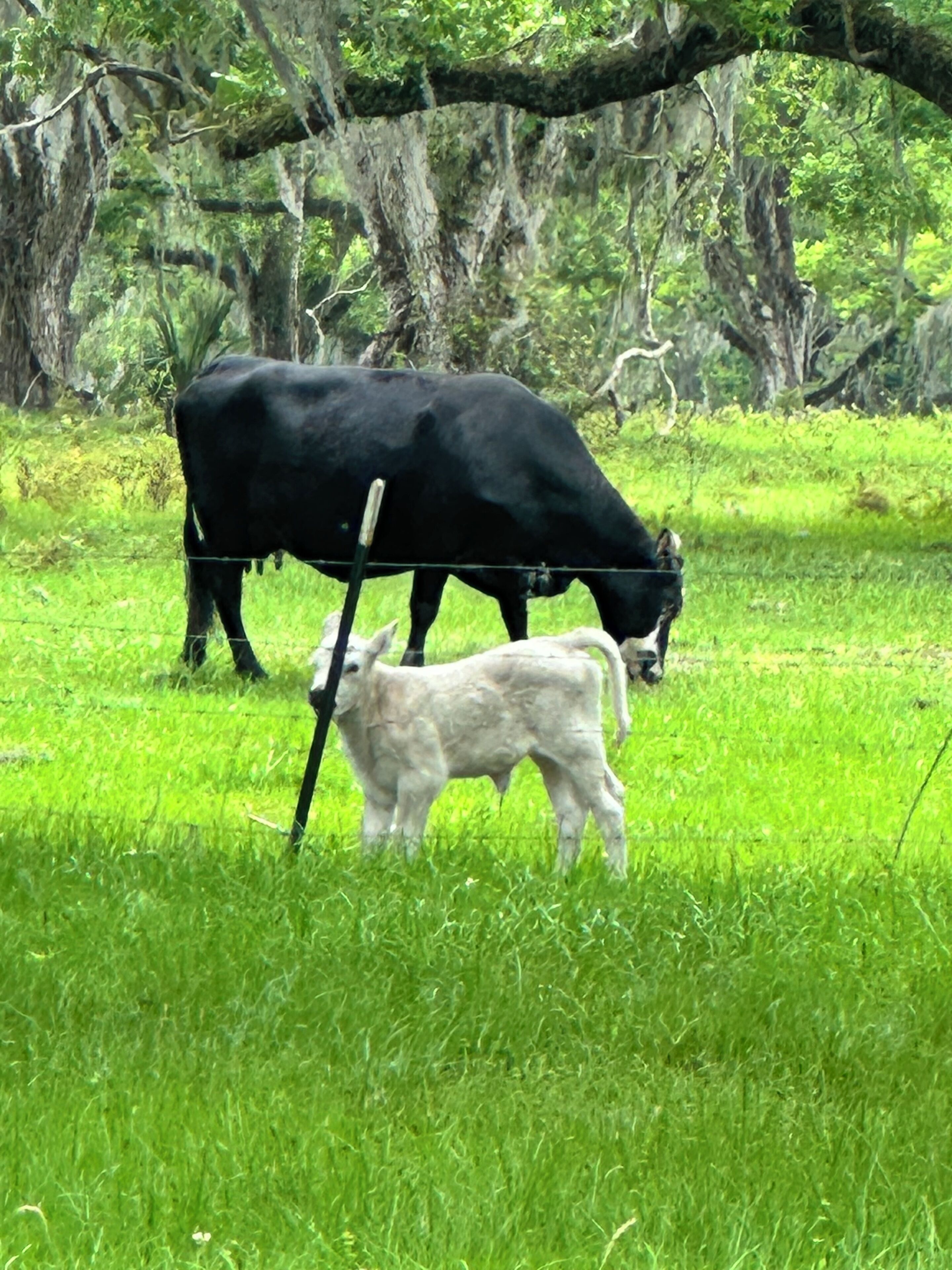 Una mucca nera e un vitello bianco pascolano in un prato erboso con alberi sullo sfondo.