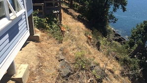 A house with a view of a lake and a deer in the yard. - Waterfront Cabin at Currents, Otterbay, North Pender Island (Pender Island)