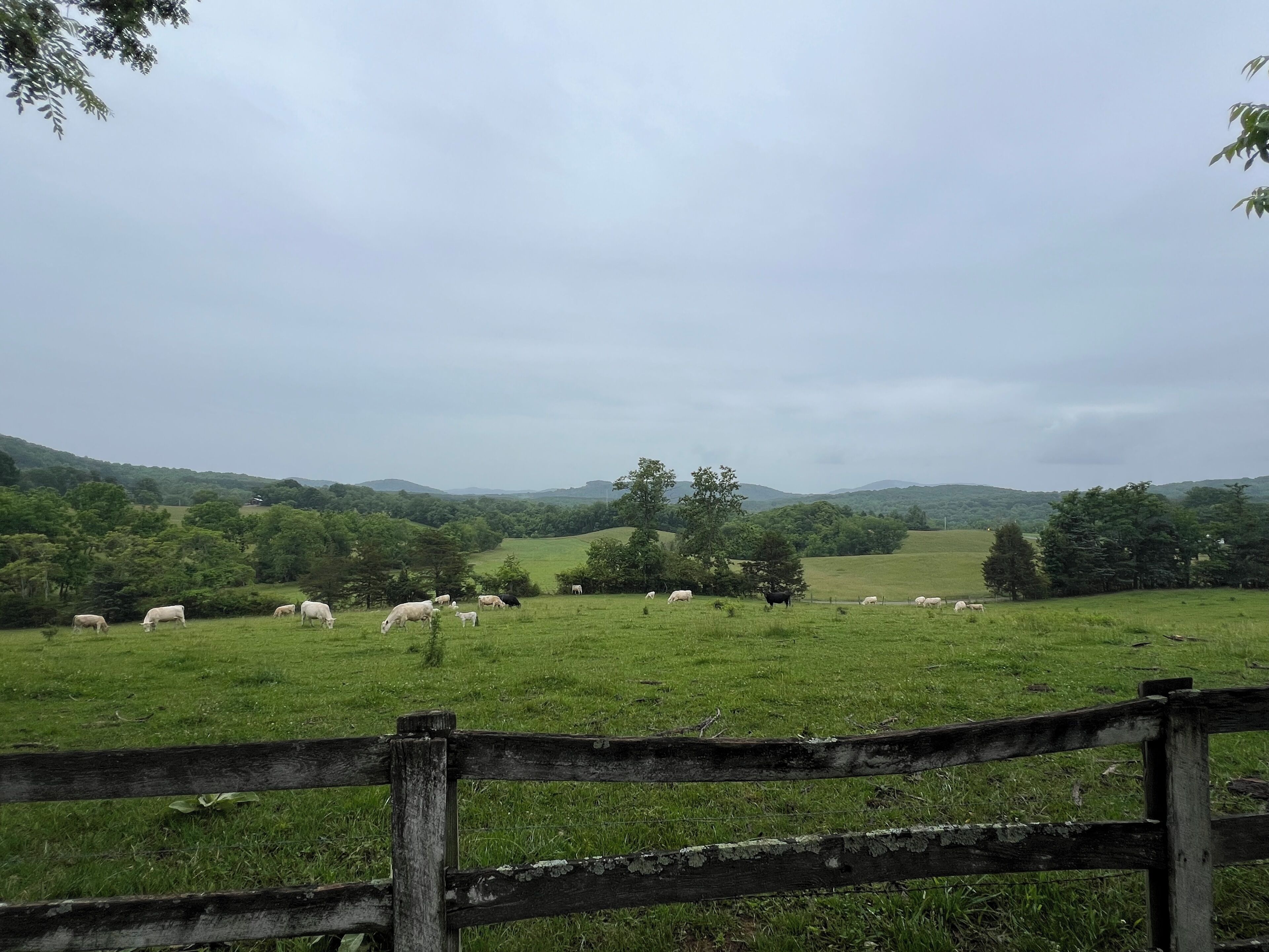 A rural landscape with a wooden fence, green fields, and scattered trees.