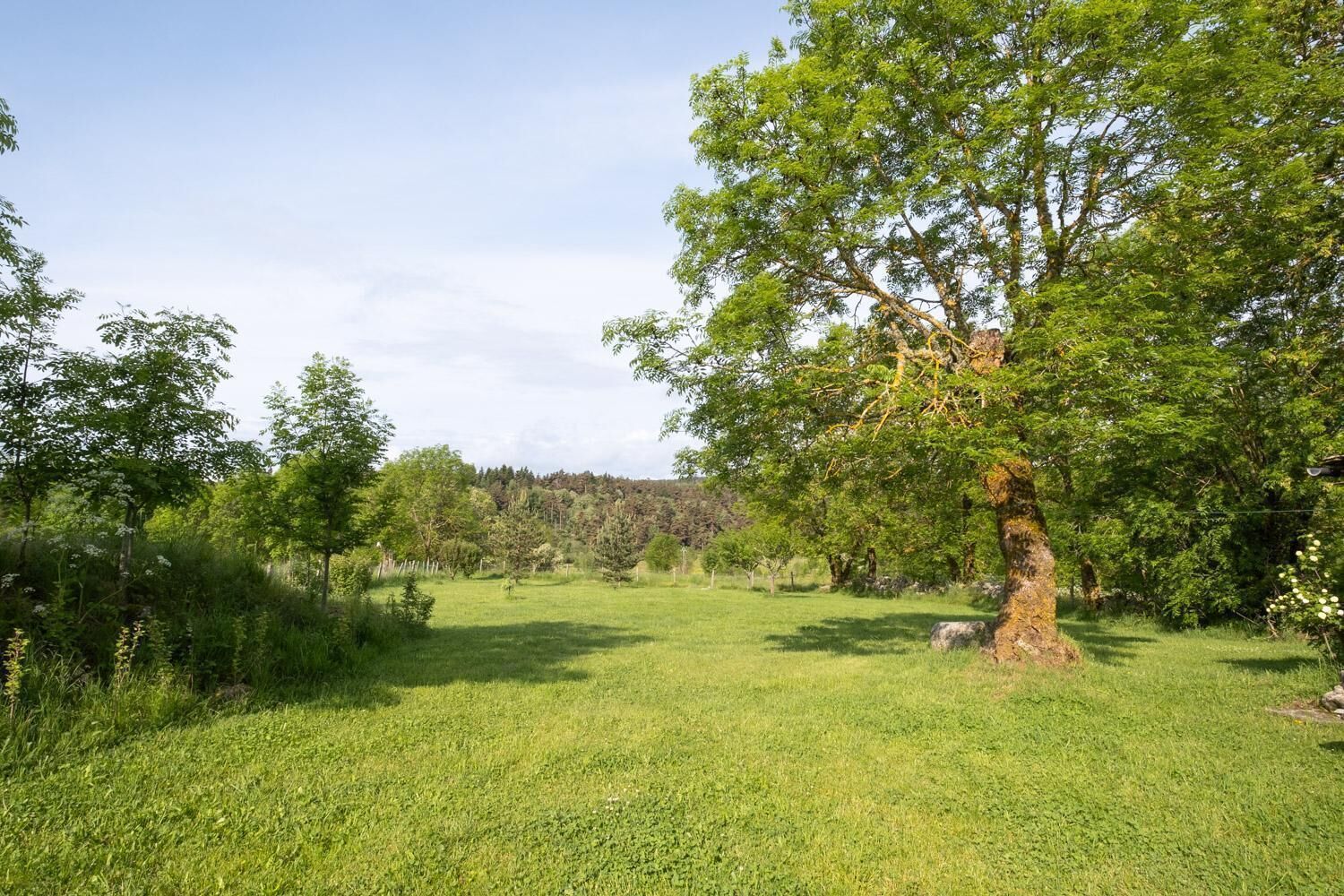 A grassy field with a large tree and a fence in the background.