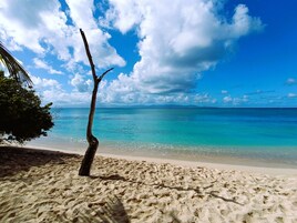 Una playa con agua turquesa cristalina, una orilla de arena y un único árbol.