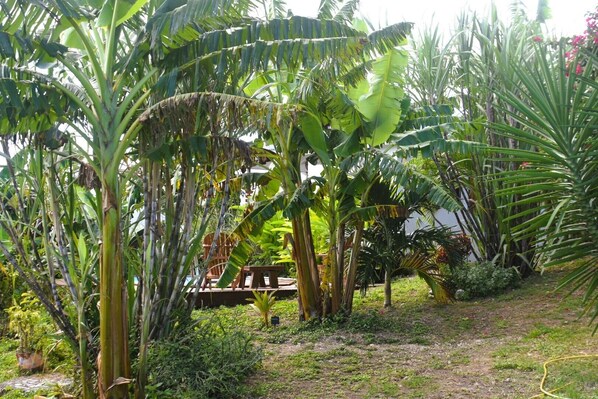 A lush garden with various tropical plants and a wooden bench. - kann Zananas (Anse-Bertrand)