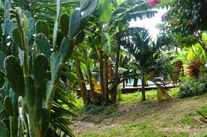Un jardín exuberante con diversas plantas, una terraza de madera y una zona de piscina.