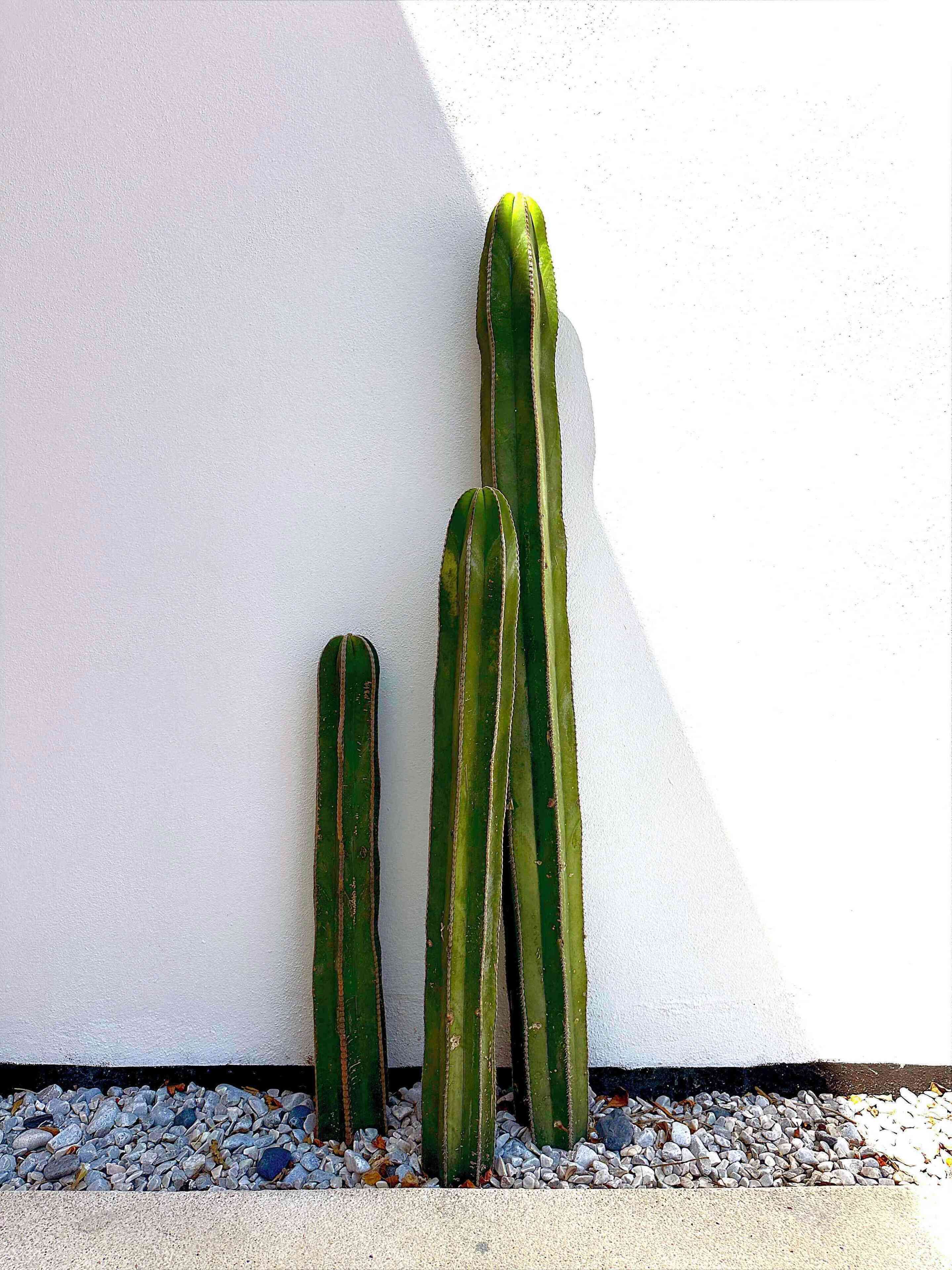 Three cacti against a white wall.
