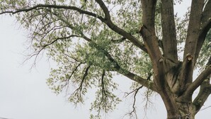 Un área de estar al aire libre con dos sillas negras y una mesa redonda, rodeada de grava, bajo un árbol con luces colgantes.