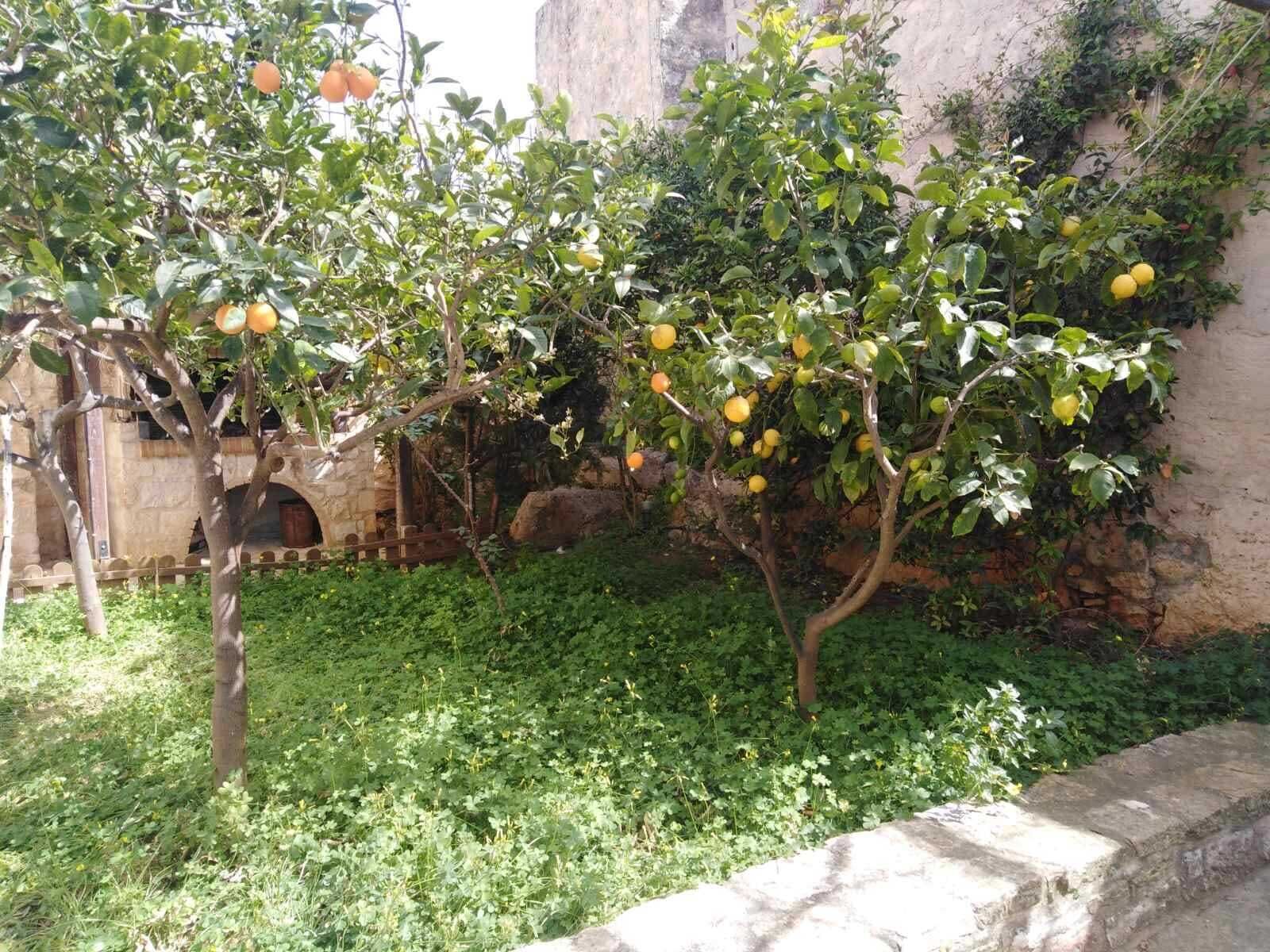 An outdoor area with trees bearing fruit, a stone wall, and a rustic building in the background.