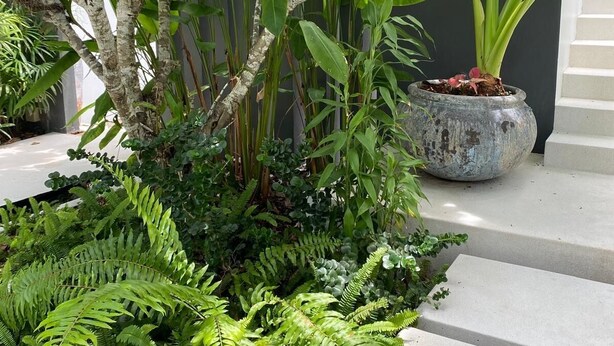 A lush garden with various plants, including ferns and large leaves, and a concrete staircase. - INDIGO VILLA Samui - superb sea view! (จ.สุราษฎร์ธานี)