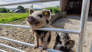 Une scène où un cochon se hisse sur une clôture métallique, avec une cour de ferme et une structure en bois en arrière-plan.