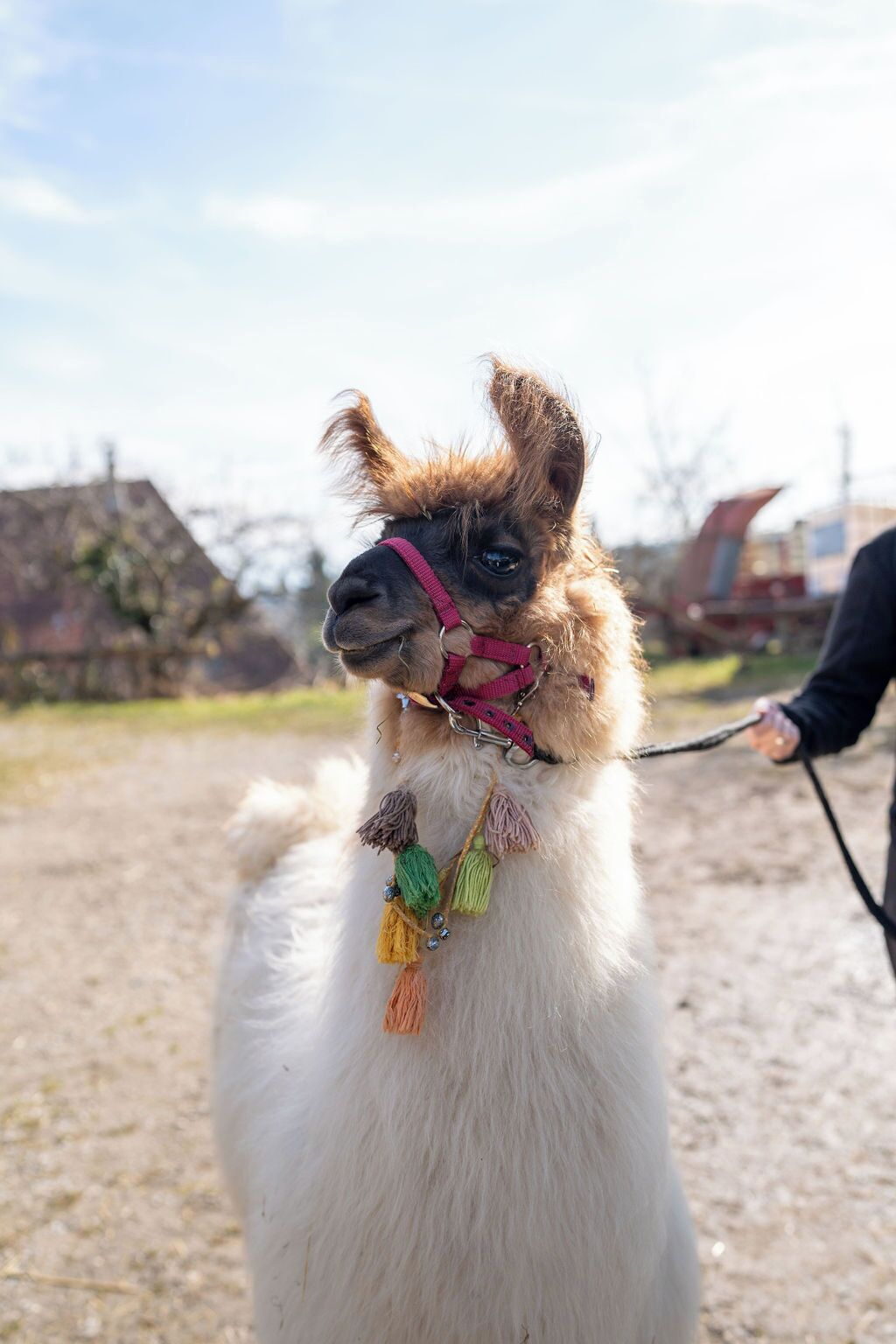Un lama portant un harnais rose et des pompons colorés, debout sur un sol en terre, une personne tenant une laisse.