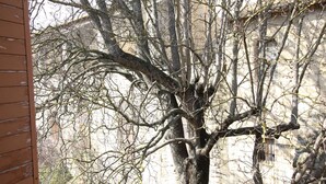 A tree with bare branches in front of a building with a stone facade. - ⭐Au calme des Carmes⭐Climatisation⭐Wifi⭐Hypercentre (Avignon)