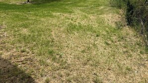 A grassy field with a tree and a fence. - La Fonte B&B (Baranello)