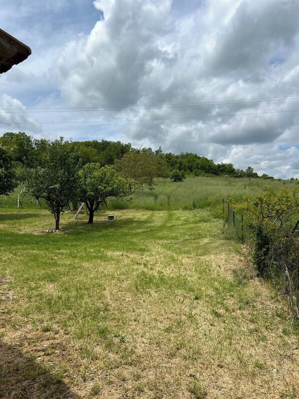 Un campo cubierto de hierba con un árbol y una valla.