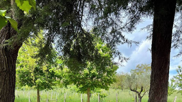 A rustic outdoor setting with a stone bench, a tree, and a grassy field. - La Fonte B&B (Baranello)