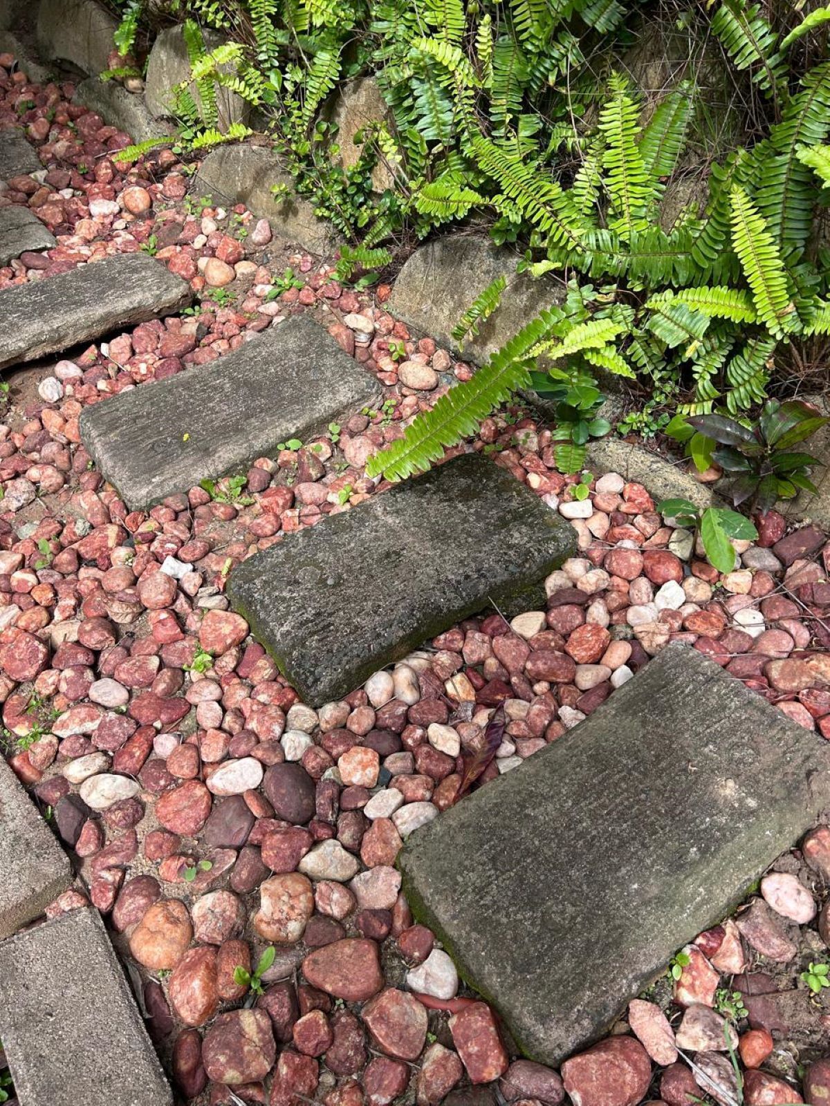 A stone pathway with stepping stones surrounded by small pebbles and green ferns.