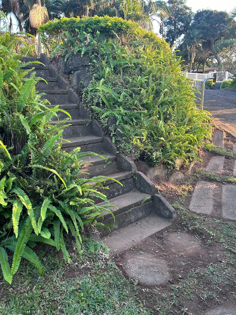 Una escalera de piedra rodeada de exuberante follaje y helechos.