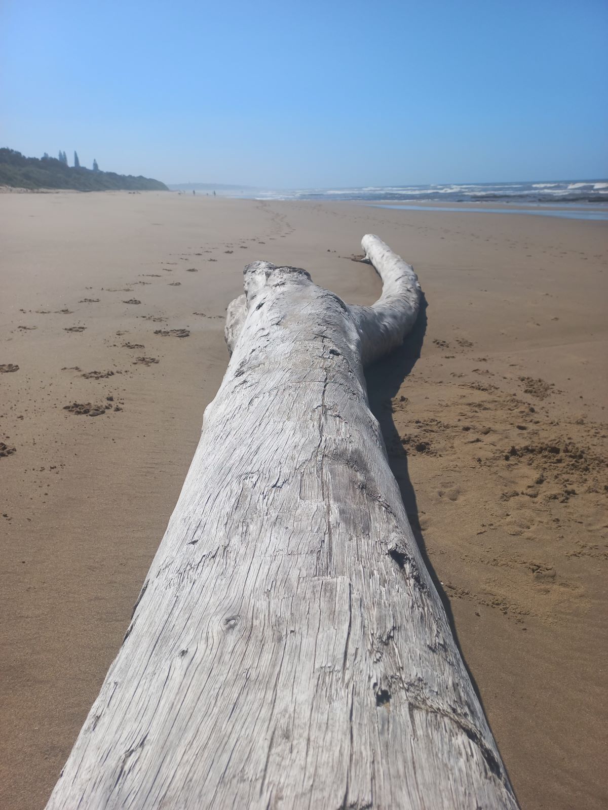 Un tronco grande de madera a la deriva sobre una playa arenosa bajo un cielo despejado.