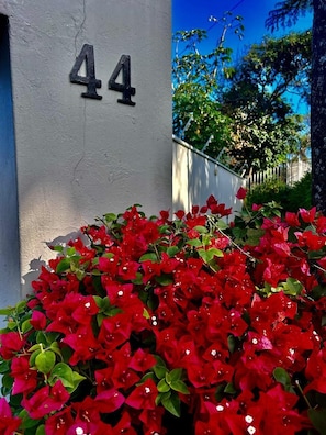 Garden - Waves of Mercy (Hibiscus Coast)