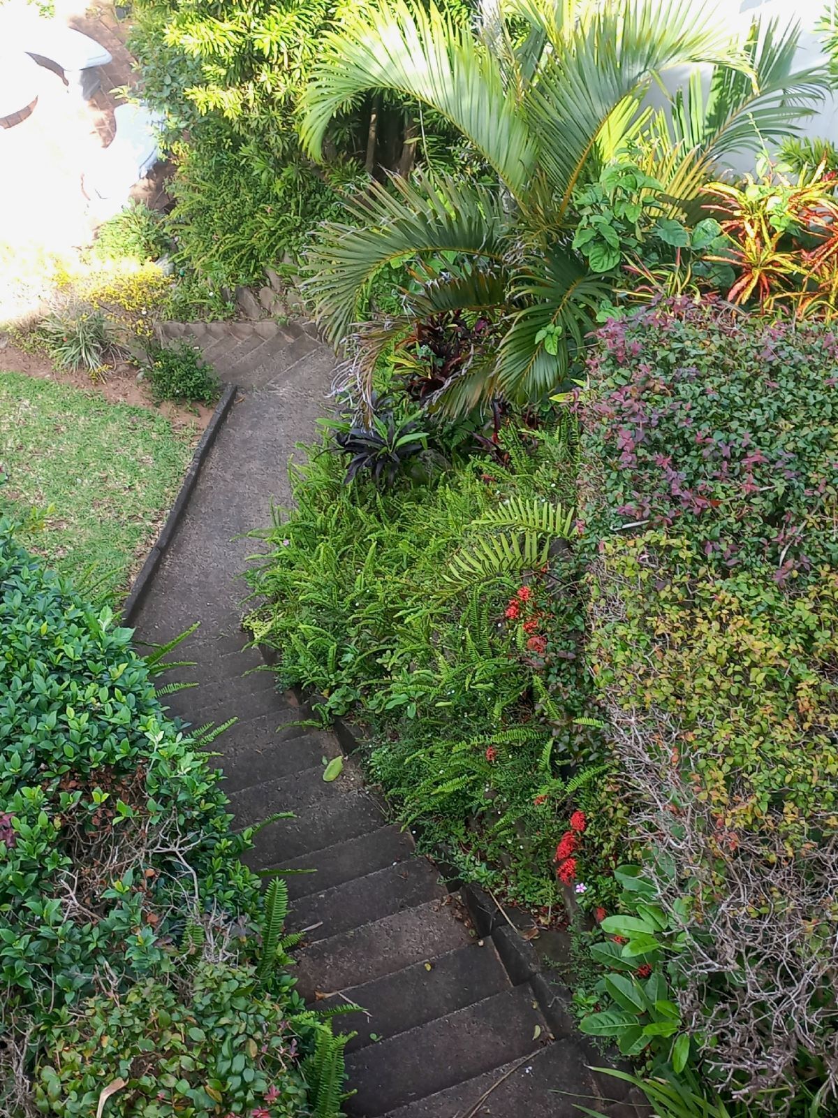 A stone pathway surrounded by lush greenery and various plants.