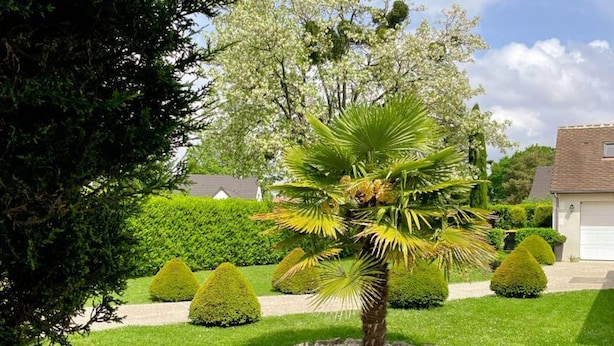 Un jardin bien entretenu, avec un palmier, des haies soigneusement taillées et une maison en arrière-plan.