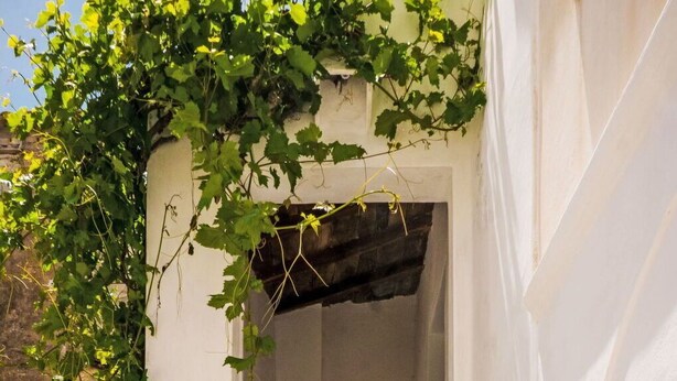 A staircase with potted plants and a vine-covered wall. - Nice apartment for 2 guests with WIFI, balcony and pets allowed (Strongoli)