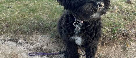 Huisdieren toegelaten