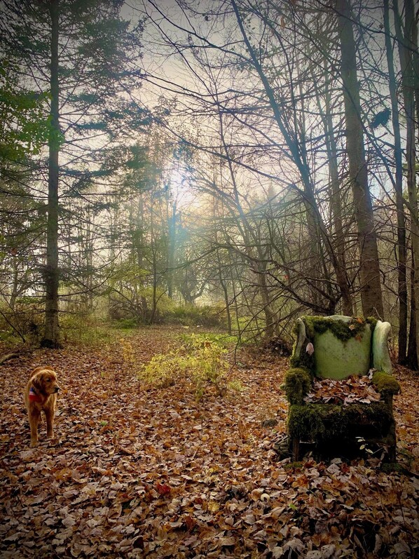 Une forêt avec un fauteuil recouvert de mousse et un chien.