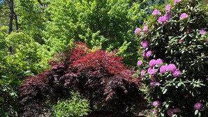 Un jardín con diversas plantas, un sendero de piedra y una formación rocosa.