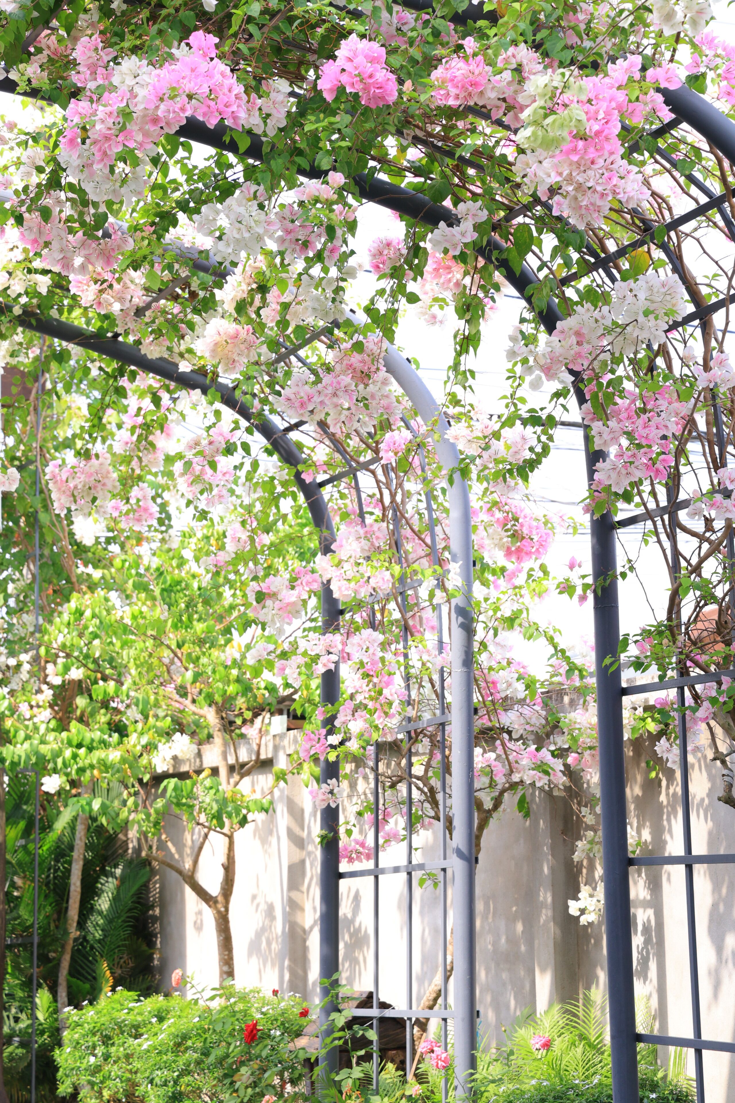 A garden with flowering trees and a metal structure.