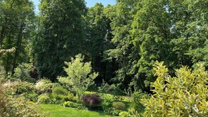 A lush garden with a variety of trees and shrubs, a well-maintained lawn, and a clear blue sky. - Cozy, quiet guest room with bathroom in a dream villa on the edge of the forest (Michendorf)