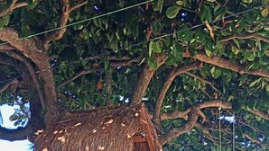 A wooden play structure with a slide and climbing ladder, set in a grassy area with trees and a clear sky. - Wonderful Beachfront House 2 - Next to the Natural Pools, Brazilian Caribbean. (São José da Coroa Grande)