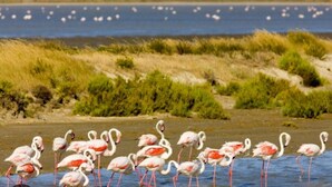Une plage où des flamants roses se tiennent dans des eaux peu profondes.