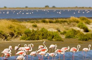 Liegestühle, Strandtücher