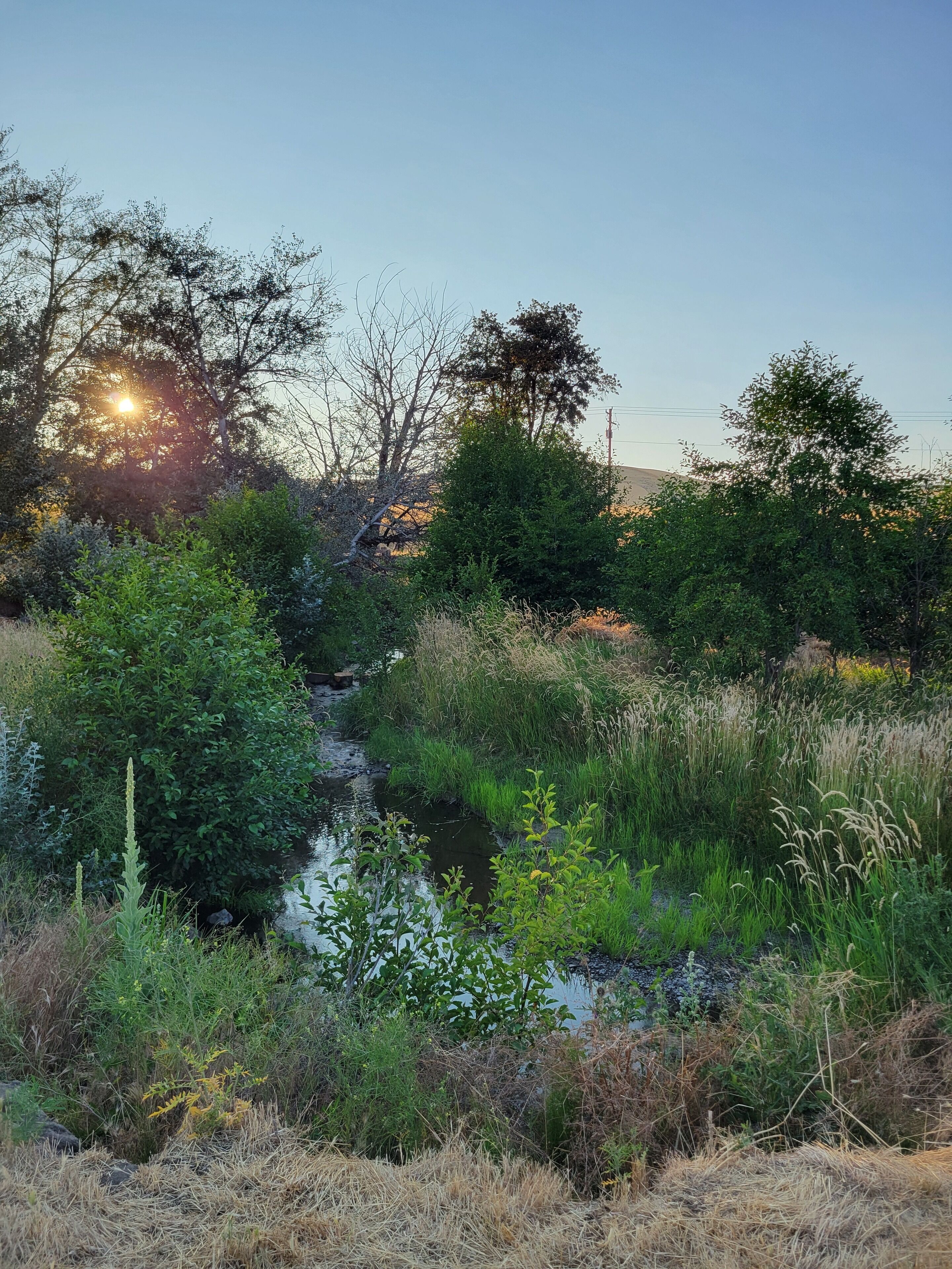 A natural landscape with a stream, dense vegetation, and trees.