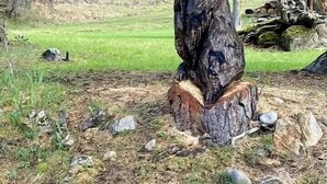 A bear sculpture on a tree stump in a forested area with a wooden structure in the background. - Reflections Inn (Kooskia)