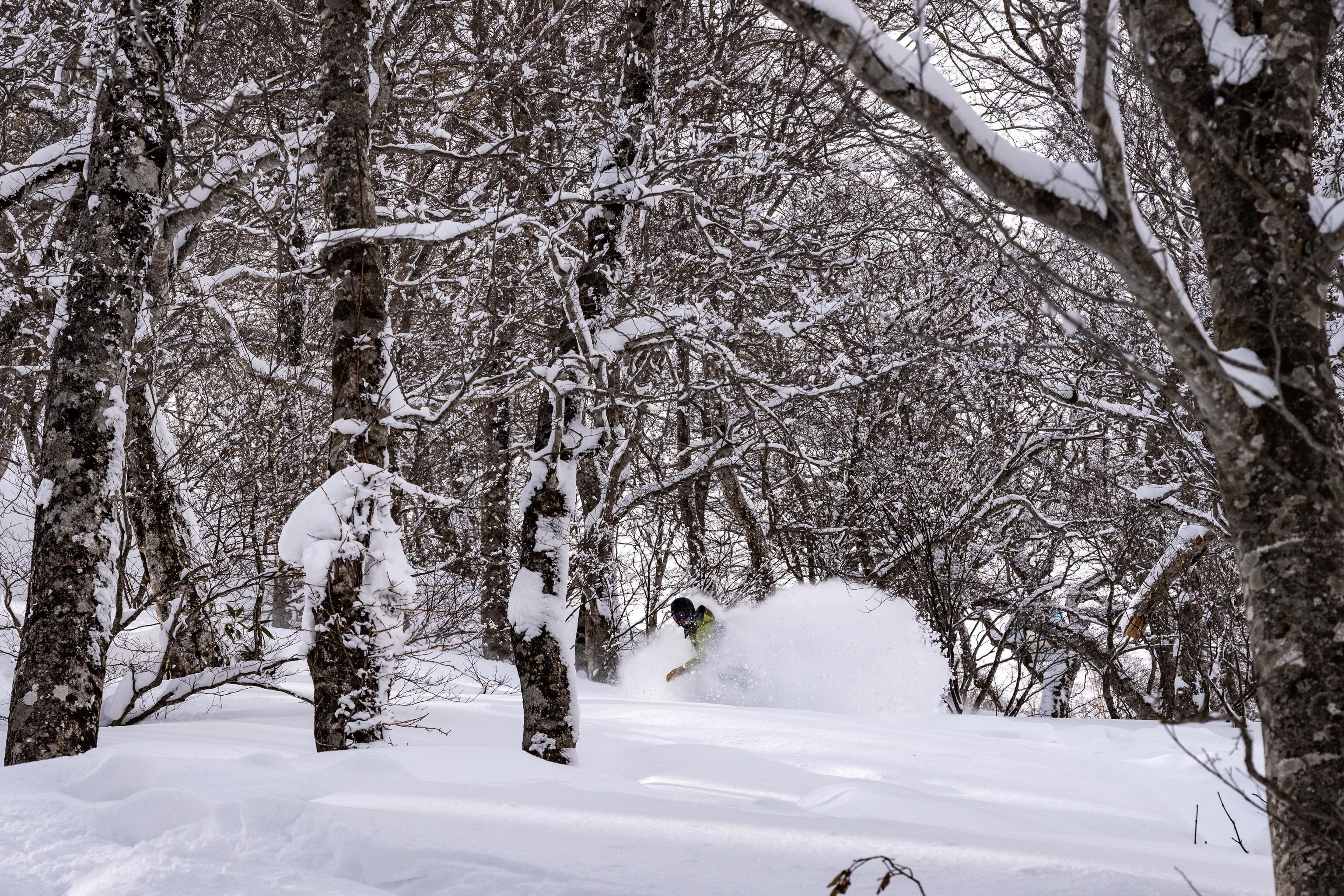 A snowy forest scene with a person skiing.