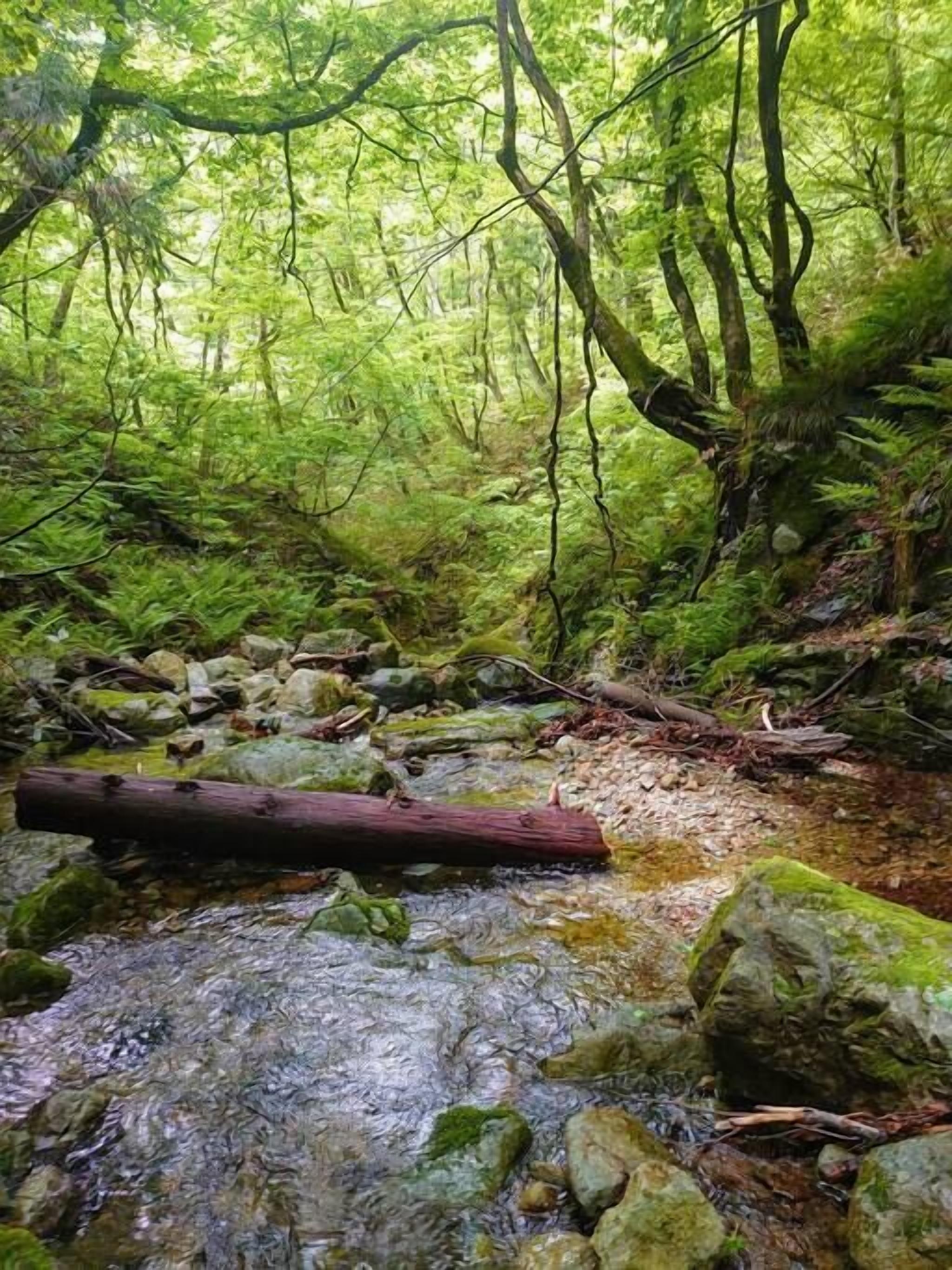 Un arroyo en el bosque con rocas y helechos.