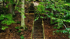 A wooden staircase leading up a hill in a forested area.