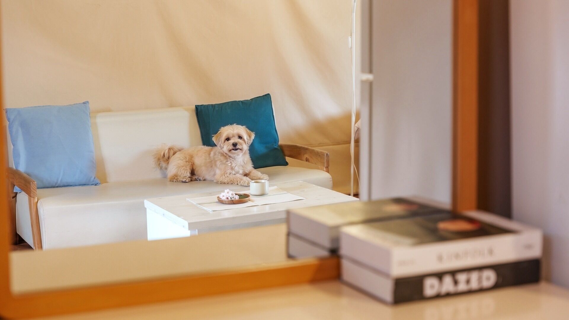 A small dog on a white sofa with a blue pillow, a white mug, and a book titled 'DAZED' on a table.