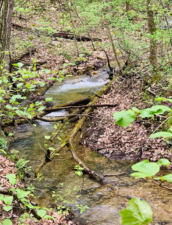 Un arroyo natural con agua cristalina, rodeado de árboles y follaje.