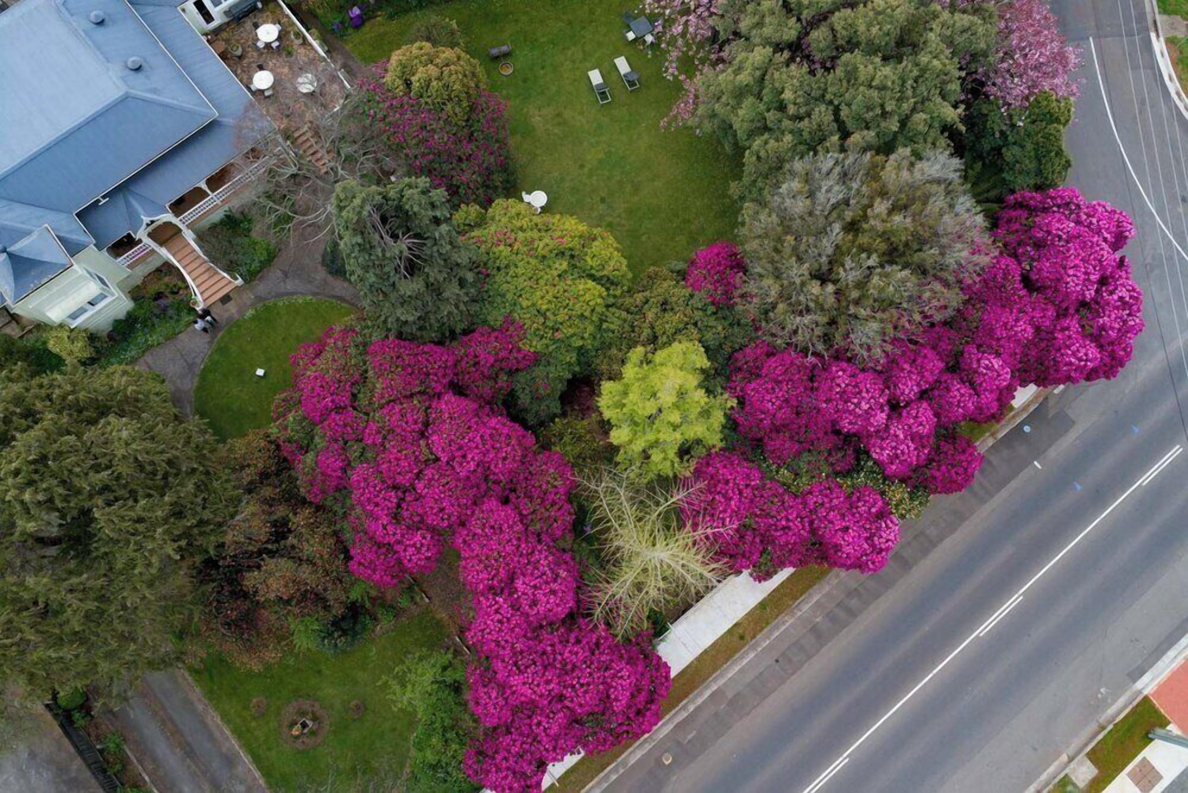 Vista aérea de um bairro residencial com uma casa, um gramado e diversas árvores e arbustos.