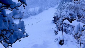 A snowy landscape with bare trees and a fence in the background.