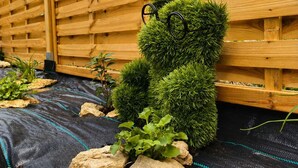 Une clôture en bois, un arbuste sphérique vert et des rochers sur une surface en tissu noir.