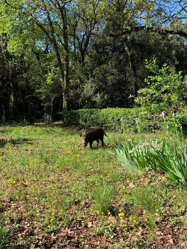 A wild boar in a natural setting with dense trees and greenery. - Ferme Saint-Georges en Provence (Le Val)